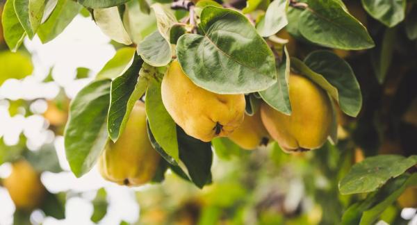 Айва: польза, вред, лучшие рецепты