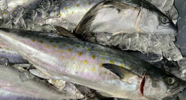 Скумбрия: в чем польза для здоровья + 10 ПП-блюд из скумбрии