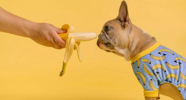 Бананы при похудении: чем полезны и как их лучше всего съесть (рецепты) Бананы при похудении: чем полезны и как их лучше всего съесть (рецепты)