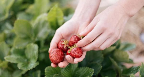 Польза клубники для здоровья и 12 рецептов для снижения веса с КБЖУ Польза клубники для здоровья и 12 рецептов для снижения веса с КБЖУ