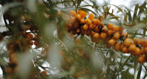 Как повысить иммунитет: продукты-суперфуды и ПП-рецепты Как повысить иммунитет: продукты-суперфуды и ПП-рецепты