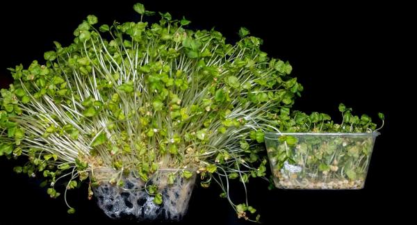 Чем полезна зеленая гречка, и что с ней приготовить?