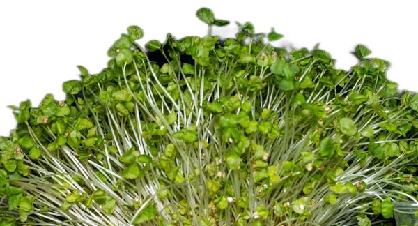 Чем полезна зеленая гречка, и что с ней приготовить?