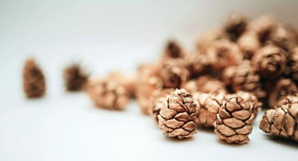 Семена долголетия: чем полезны кедровые орехи и сколько можно съедать в день